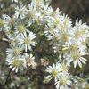 Aster ericoides