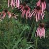 Echinacea angustifolia