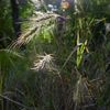 Elymus villosus