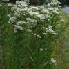 Eupatorium altissimum