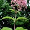 Eupatorium fistulosum