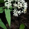 Eupatorium sessifolium