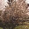 Amelanchier canadensis