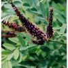 Amorpha fruiticosa