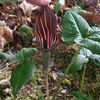 Arisaema triphyllum