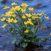 Caltha palustris