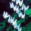 Dicentra cucullaria