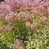 Eupatorium maculatum