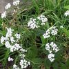 Eupatorium rugosum