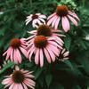 Echinacea purpurea ''Magnus''