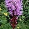 Liatris spicata ''Kobold''