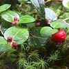 Mitchella repens