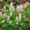 Tiarella cordifolia