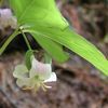 Trillium catesbaei