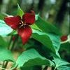 Trillium erectum