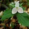 Trillium grandiflora