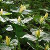 Trillium luteum