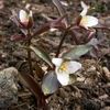 Trillium pusillum