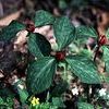 Trillium recurvatum