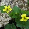 Viola pubescens