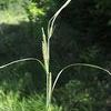 Carex aquatilis