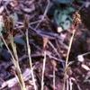 Carex bicknellii