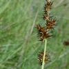 Carex stipata