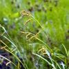 Carex davisii