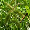 Carex hystericina
