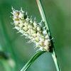 Carex lanuginosa