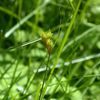 Carex scoparia