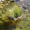 Carex nebrascensis