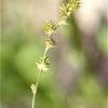 Carex normalis
