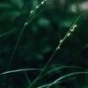 Carex rosea