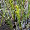 Carex rostrata