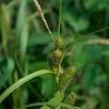 Carex squarrosa