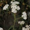 Achillea millefolium