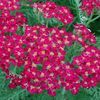 Achillea millefolium 'rubra'