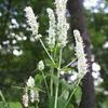 Agastache nepetoides