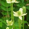 Anemone cylindrica