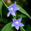 Campanula americana