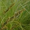 Carex annectens