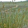 Carex brevior