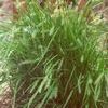 Carex sprengelii