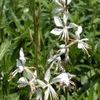 Gaura lindheimeri