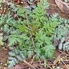 Geum canadense