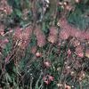 Geum triflorum