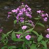 Hesperis matronalis