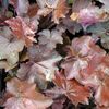 Heuchera americana 'Purple Palace'