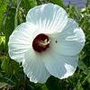 Hibiscus militaris